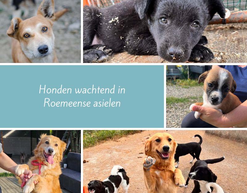 adoptie honden roemenie