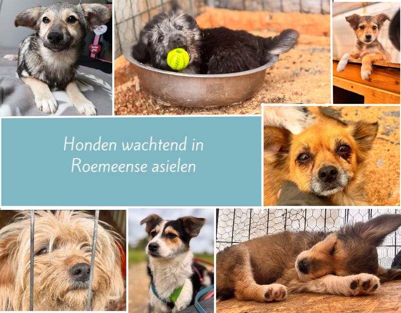 adoptie honden roemenie
