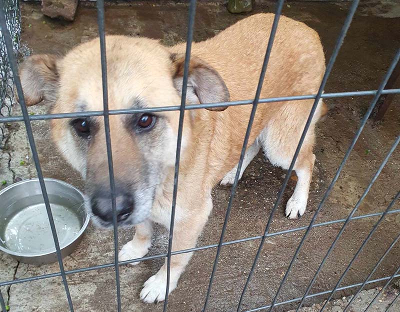 adopteren senior hond