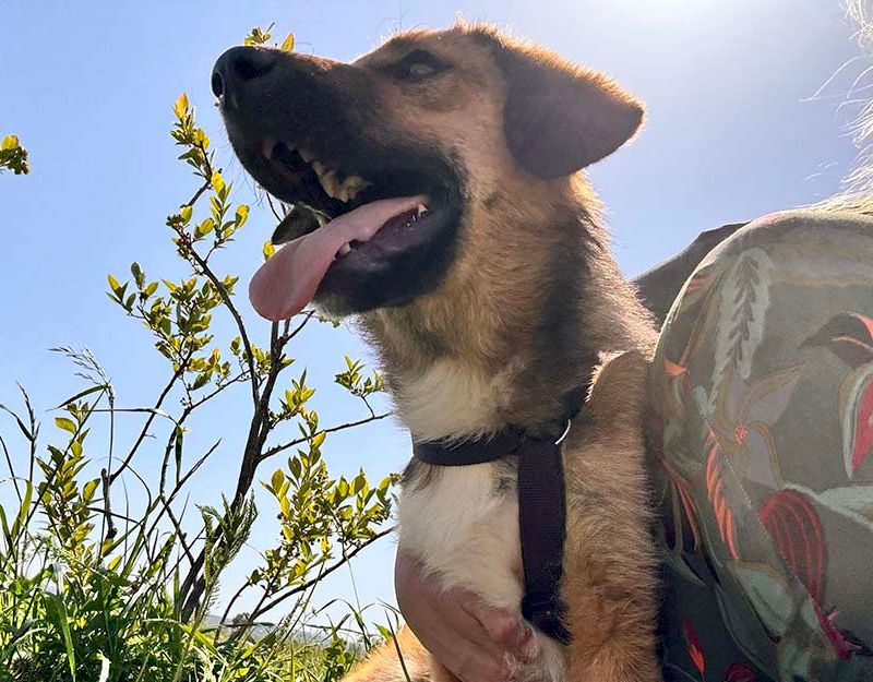 asiel hond adopteren