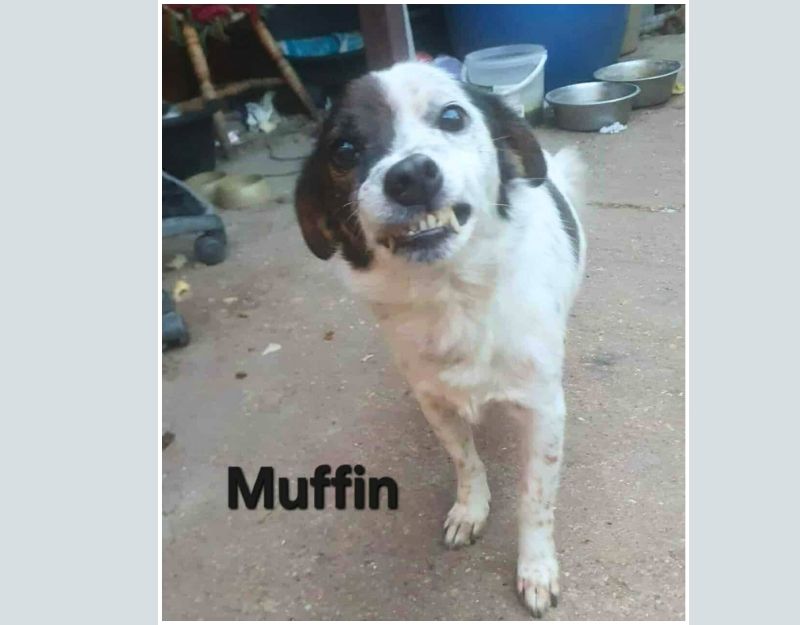 volwassen hond adopteren