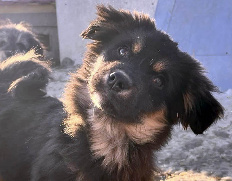 puppy uit asiel adopteren