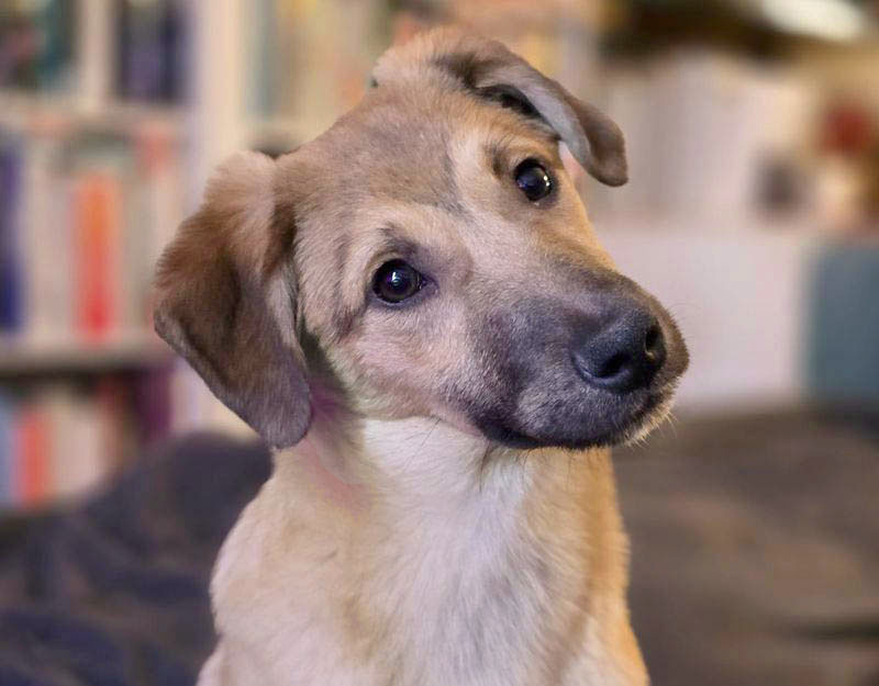 pup adopteren nederland