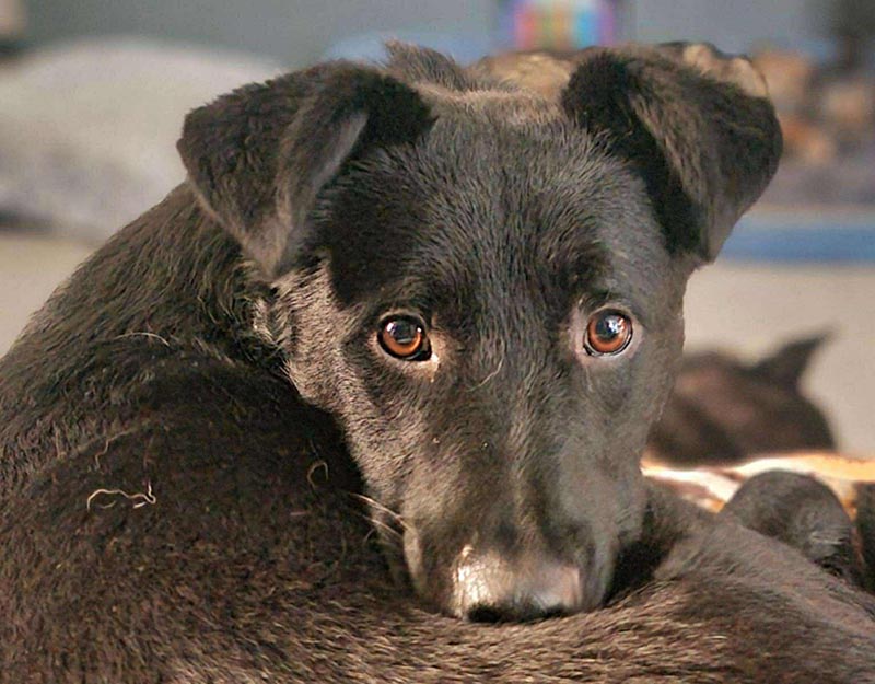 jonge hond reu adopteren in nederland