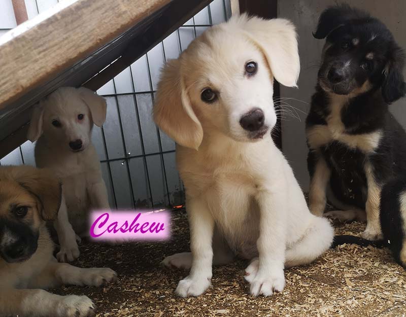 cashew puppy adopteren