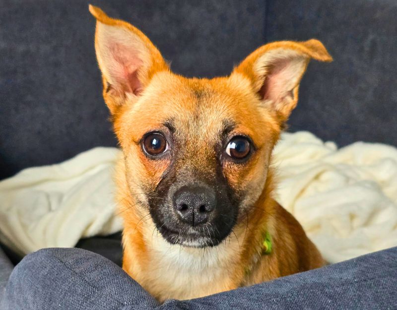 roemeense hond adopteren