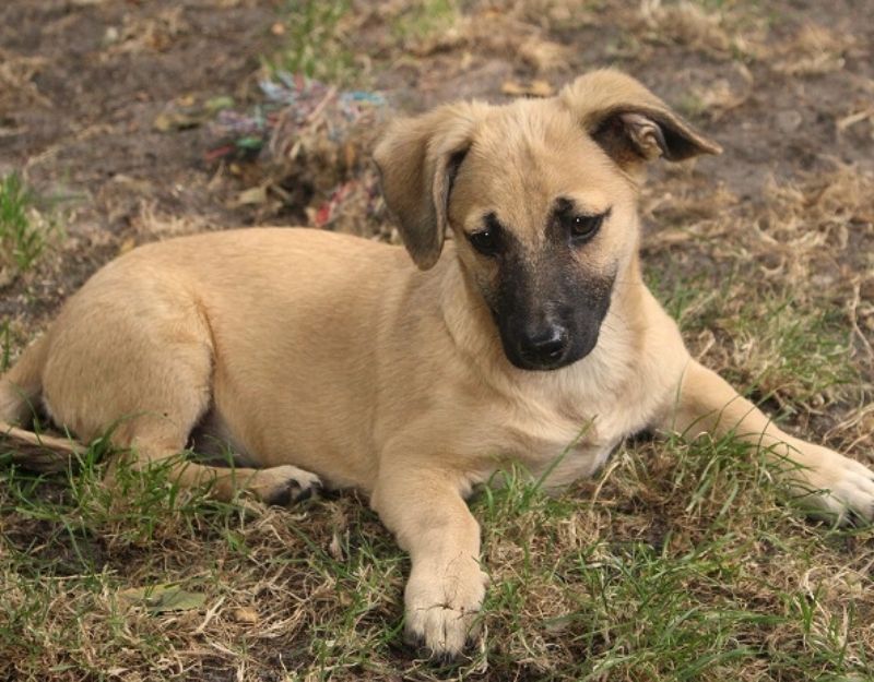 asiel pup nederland adopteren