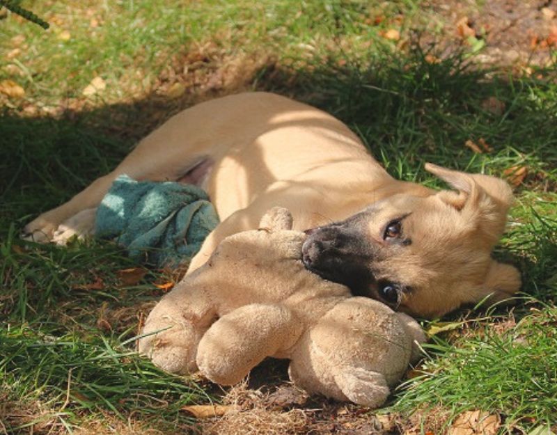 asiel pup nederland adopteren