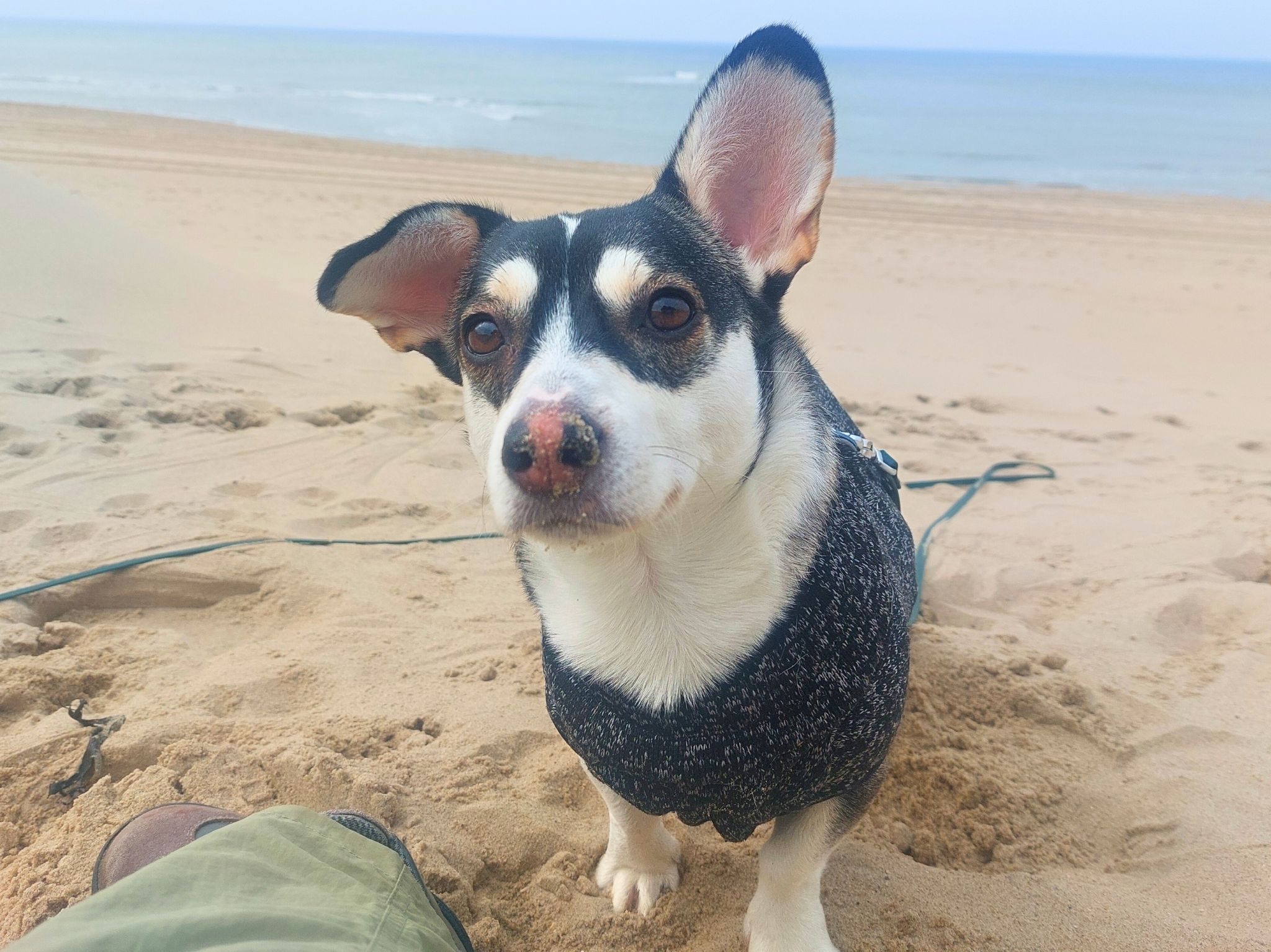 jonge hond adopteren in nederland