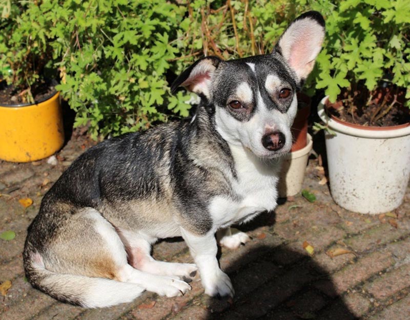 jonge hond adopteren uit roemenië