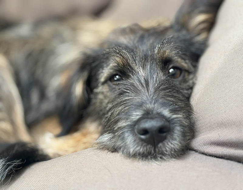 herplaatsing pup in nederland