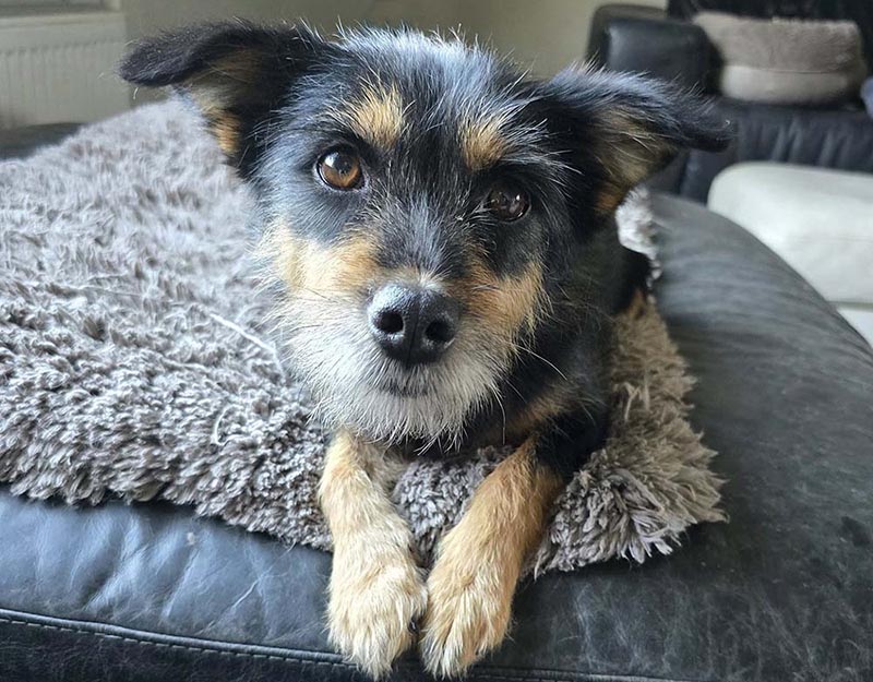 kleine hond adopteren