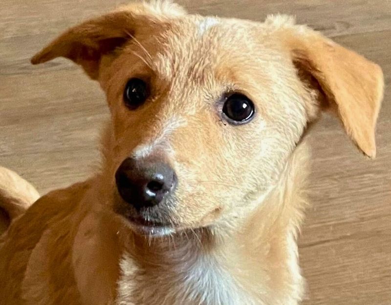 kleine hond adopteren