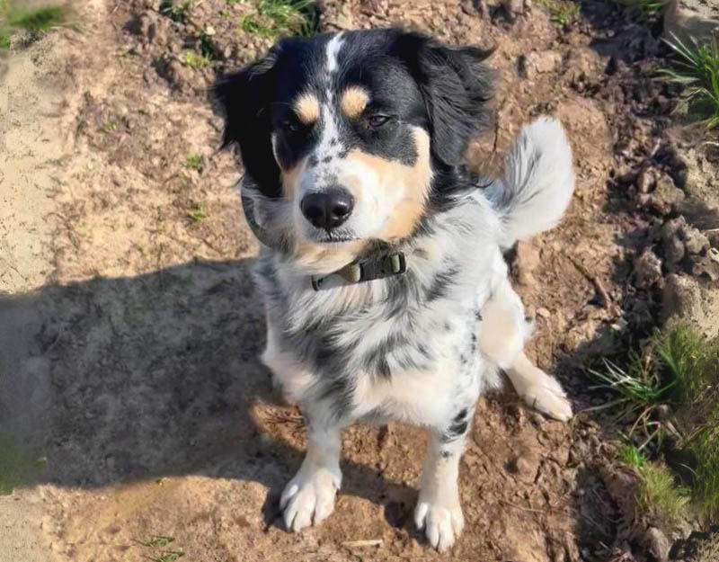 jonge hond adopteren