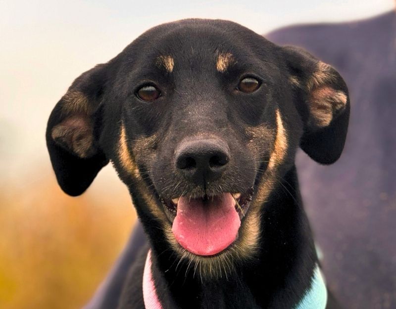 roemeense hond adopteren