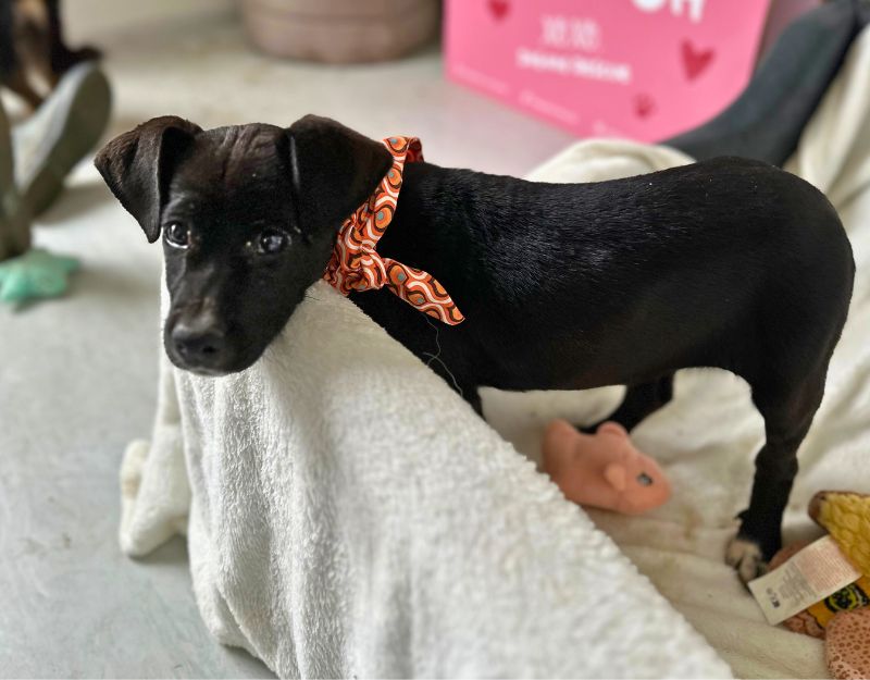 roemeense hond adopteren