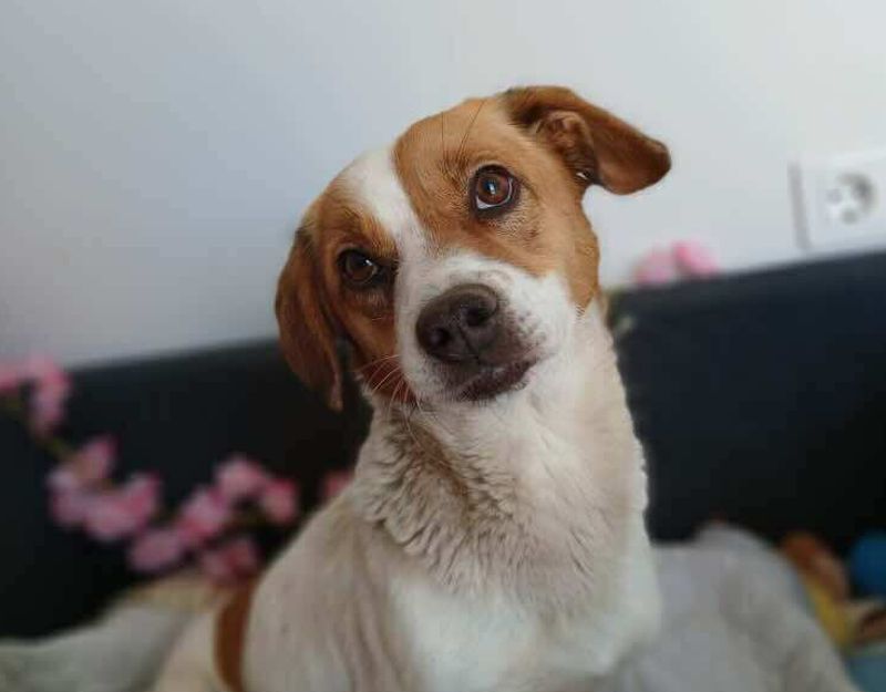 roemeense hond adopteren