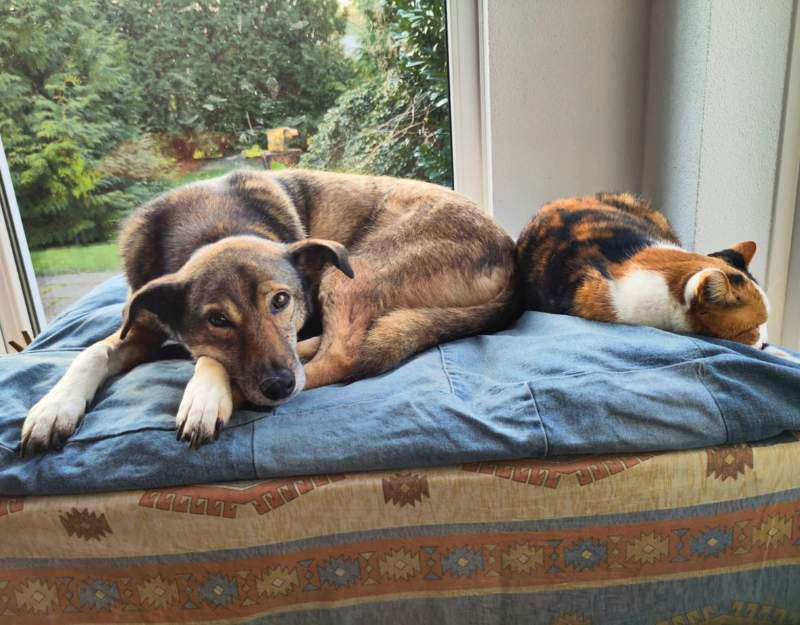 volwassen hond adopteren