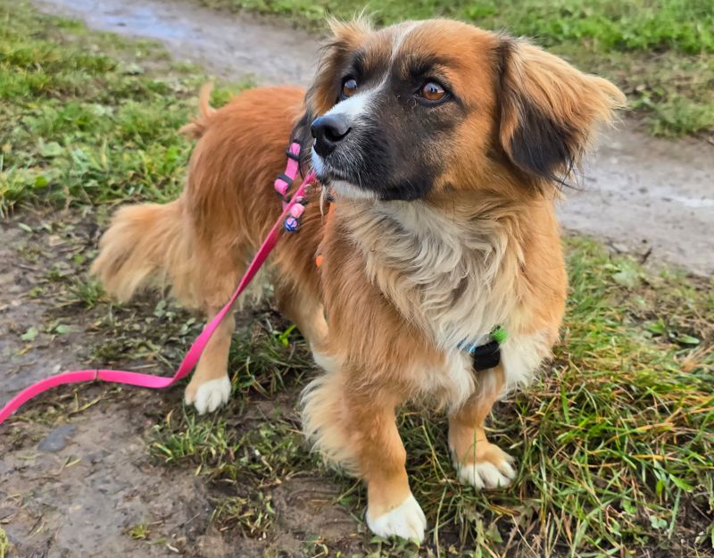 roemeense hond adopteren