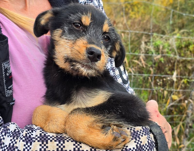 roemeense hond adopteren