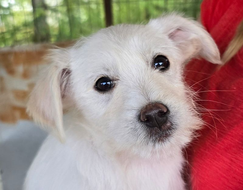 roemeense hond adopteren