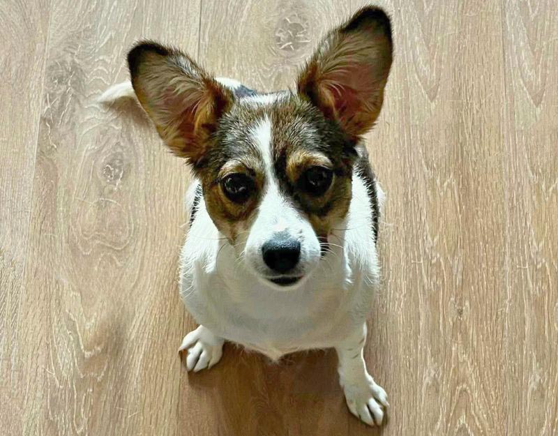 kleine hond adopteren teef