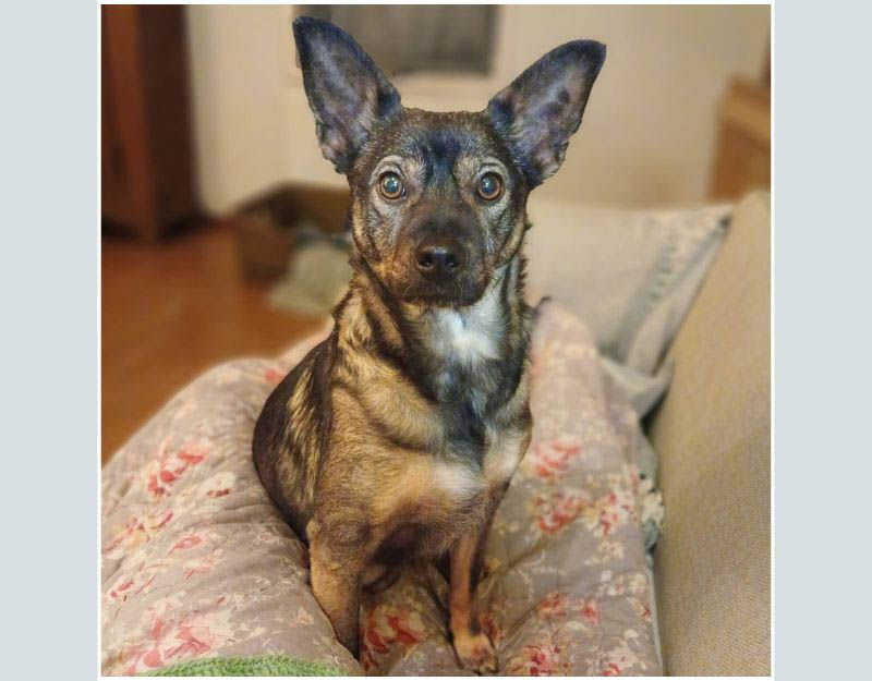 jonge hond adopteren