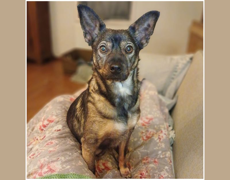 jonge hond adopteren