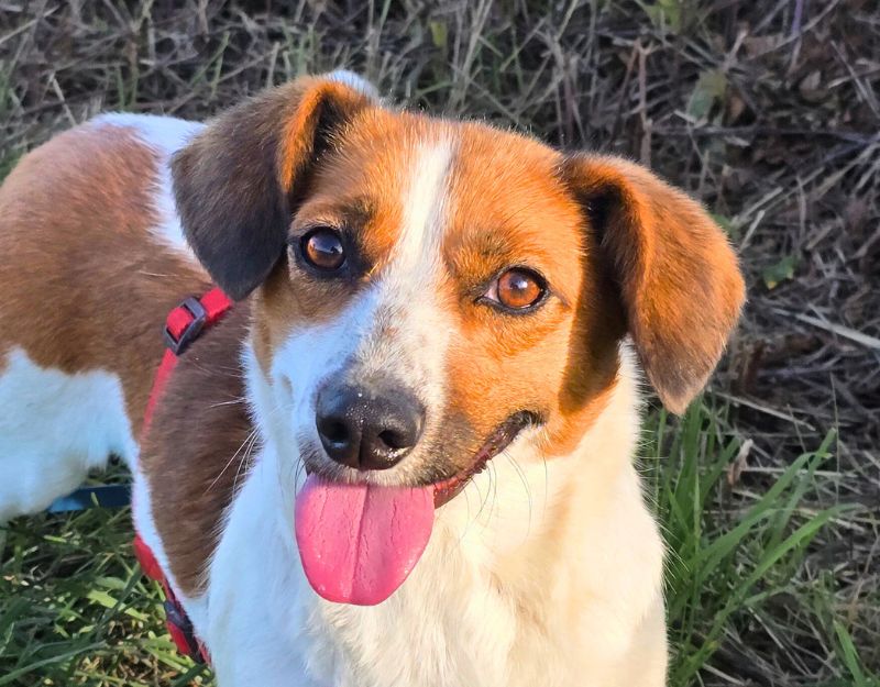 roemeense hond adopteren