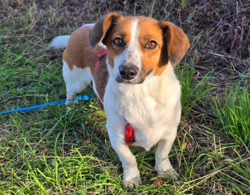 volwassen hond adopteren