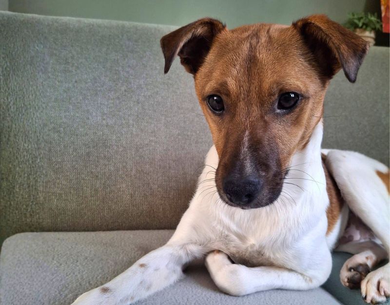 jonge hond adopteren