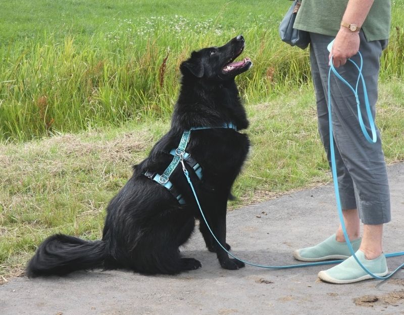 jonge hond adopteren