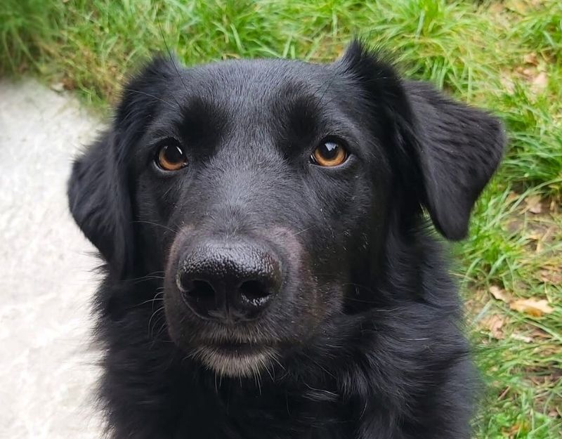 jonge hond adopteren