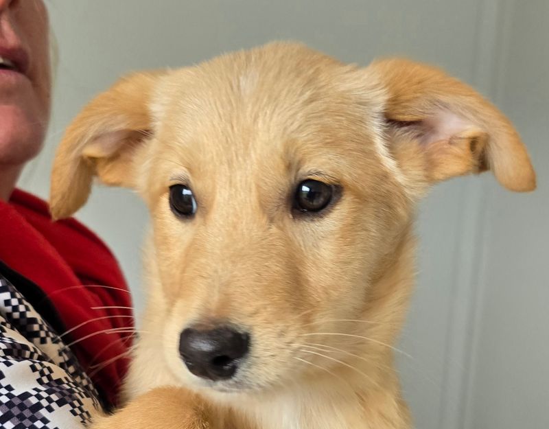 roemeense hond adopteren