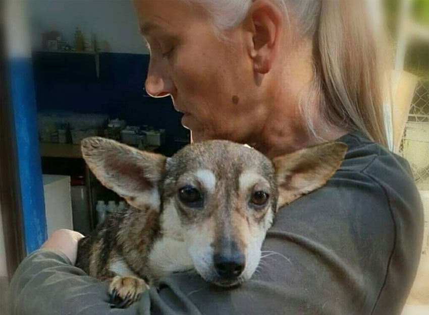 helpeenhondje 2