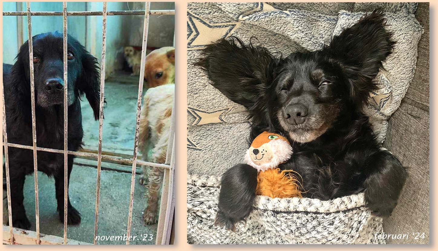 ahond adopteren uit roemenie