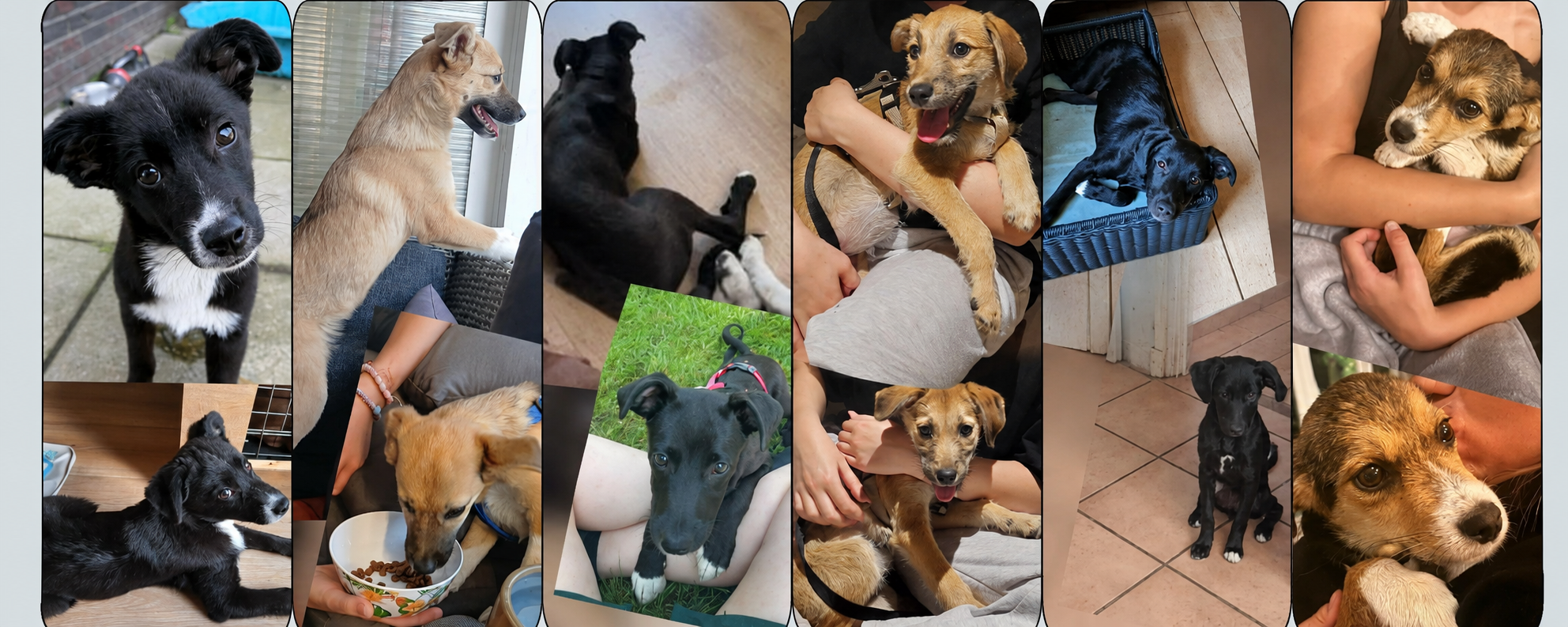 6 hondje beginnen aan een nieuw leven