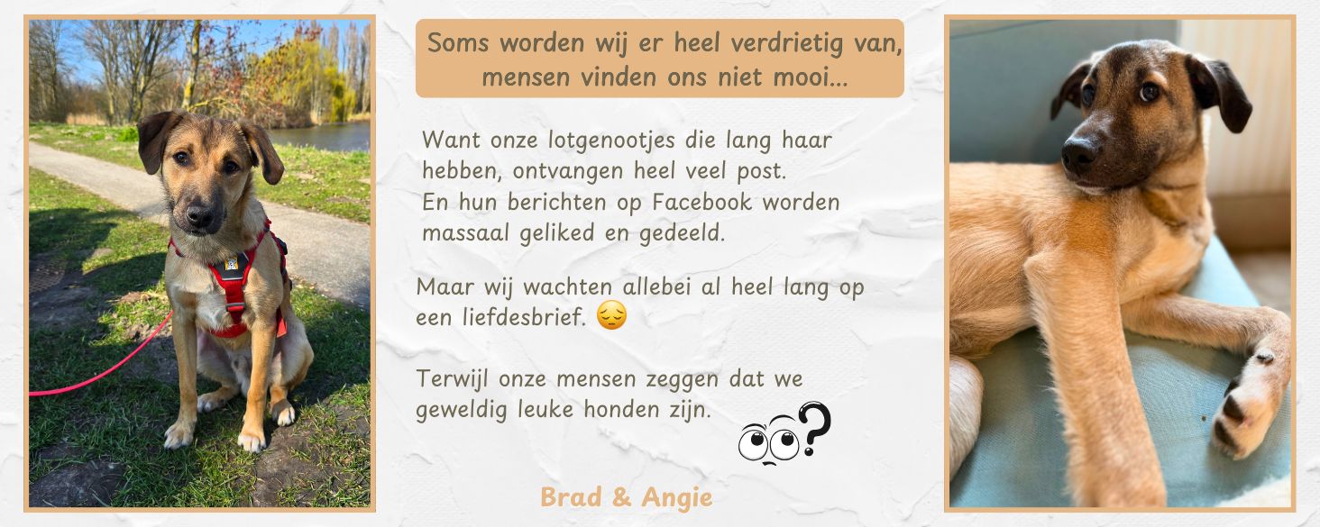 kortharige honden angie en brad
