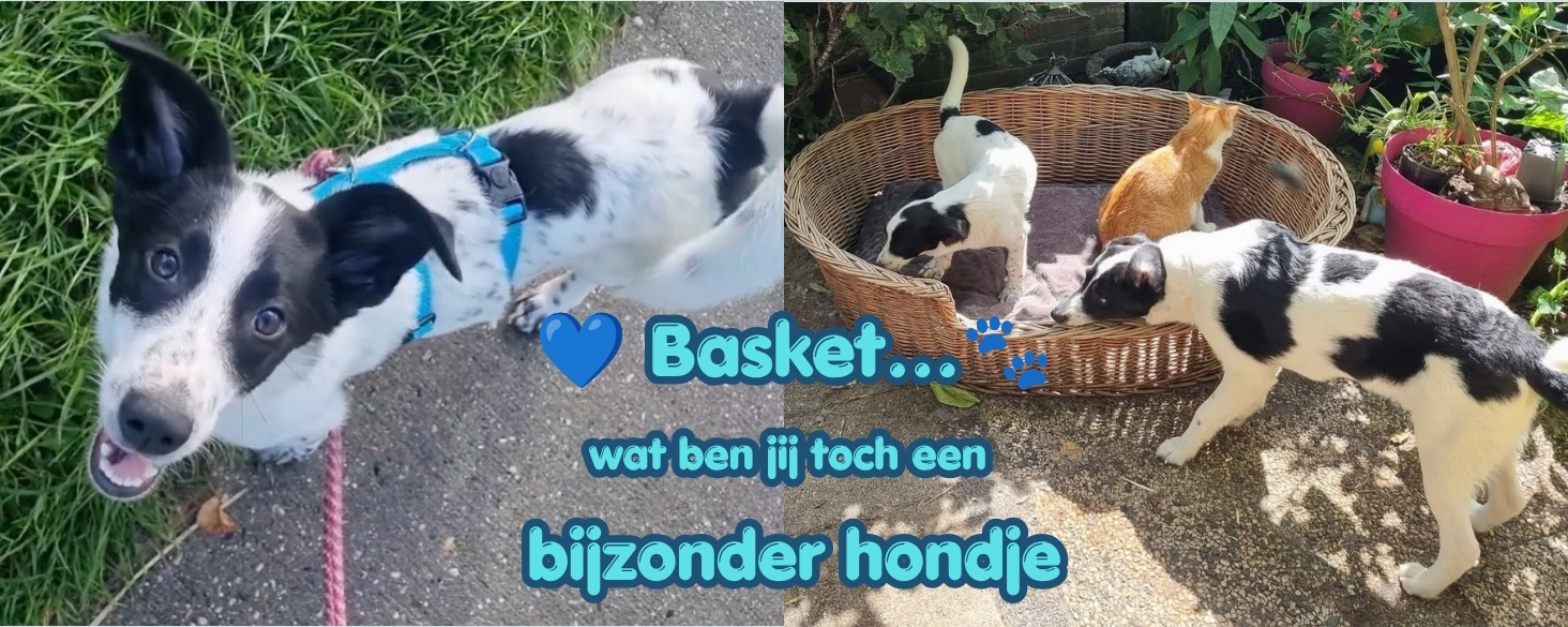 Basket is een bijzonder hondje