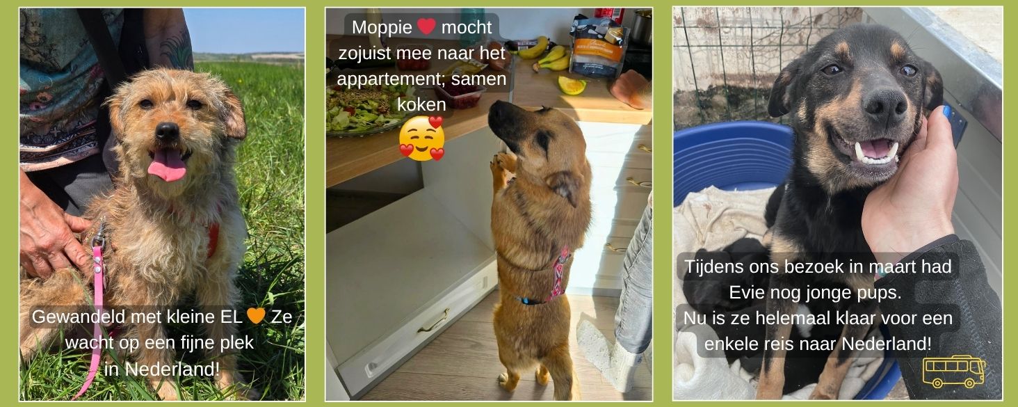 hond roemenie adopteren nederland