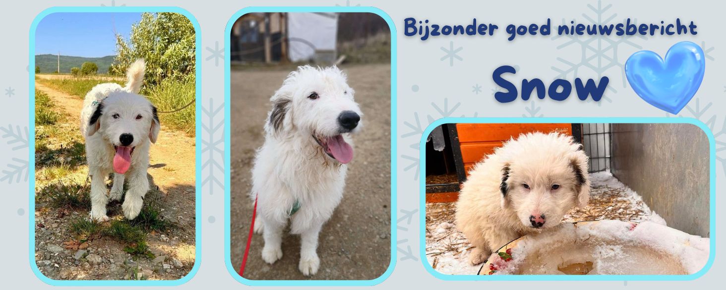 bijzonder goed nieuws Snow