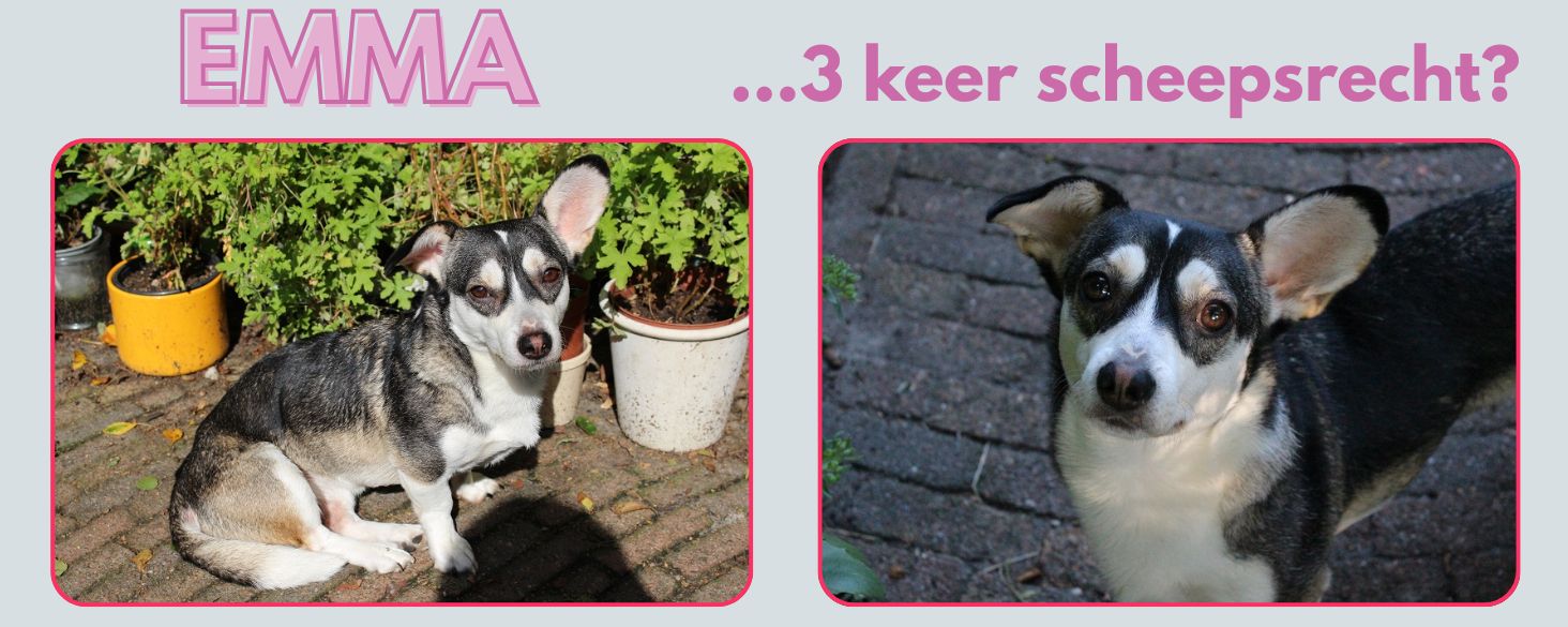 drie keer scheepsrecht voor kleine hond Emma