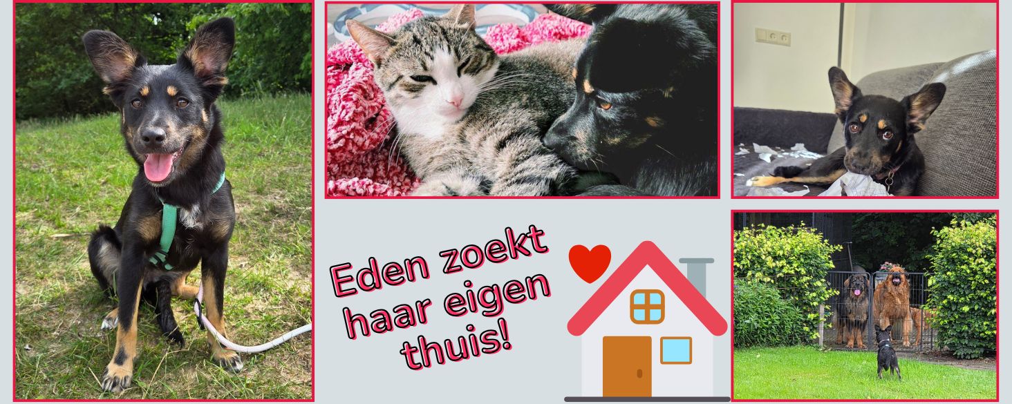 Kleine hond Eden zoekt haar eigen thuis