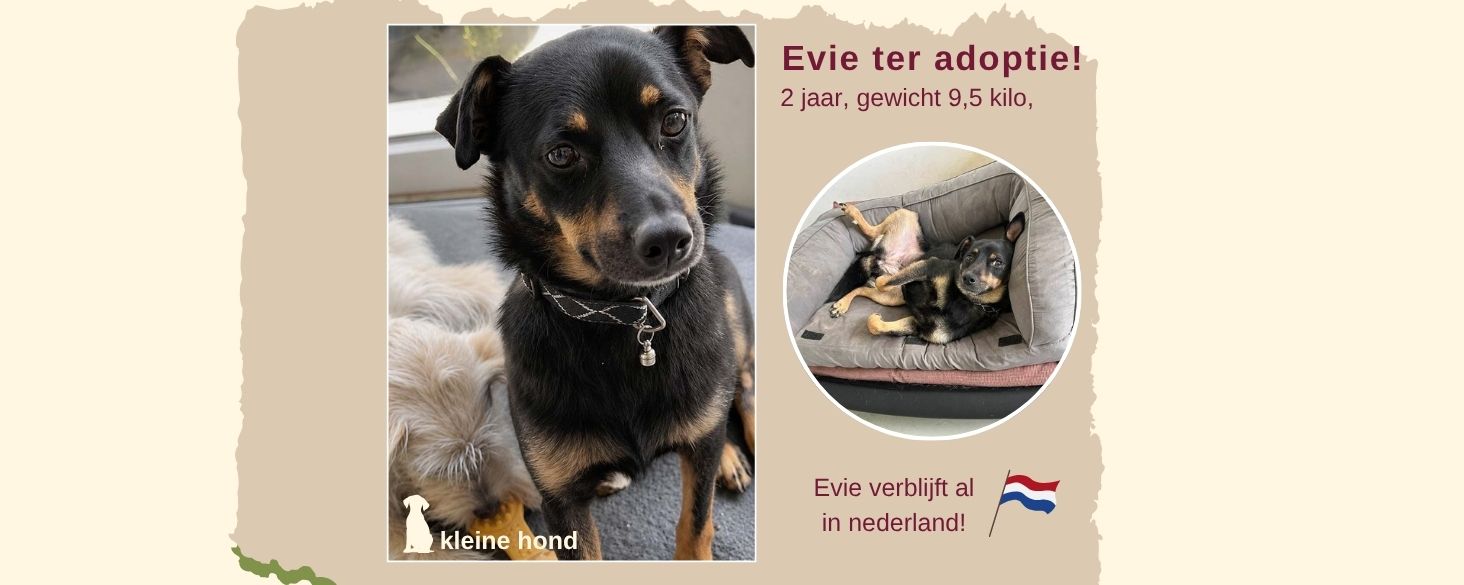 kleine hond adopteren