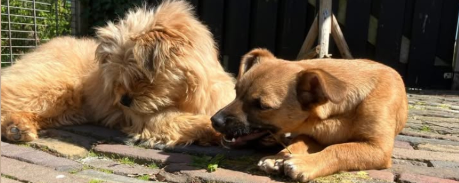 Als gastgezin voor adoptiehond even in lockdown