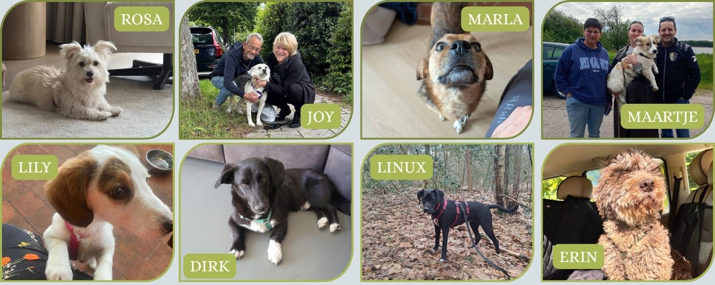 geadopteerd in nederland
