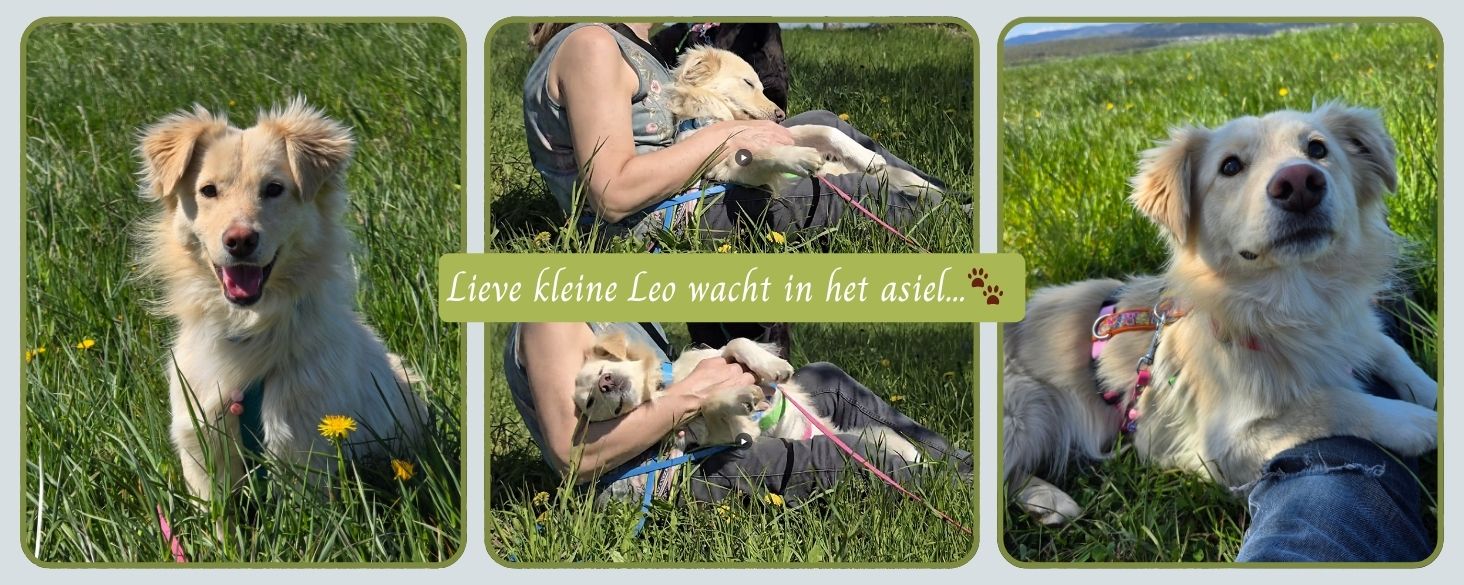hond adopteren nederland