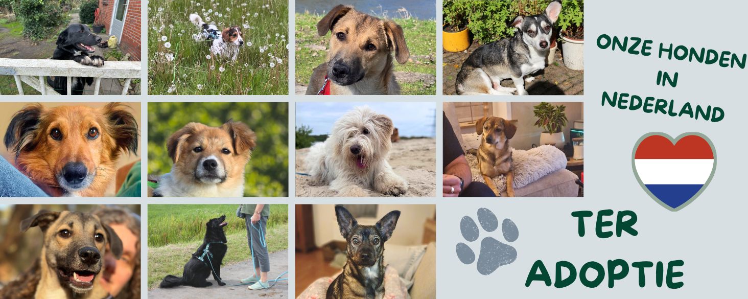 honden ter adoptie in nederland