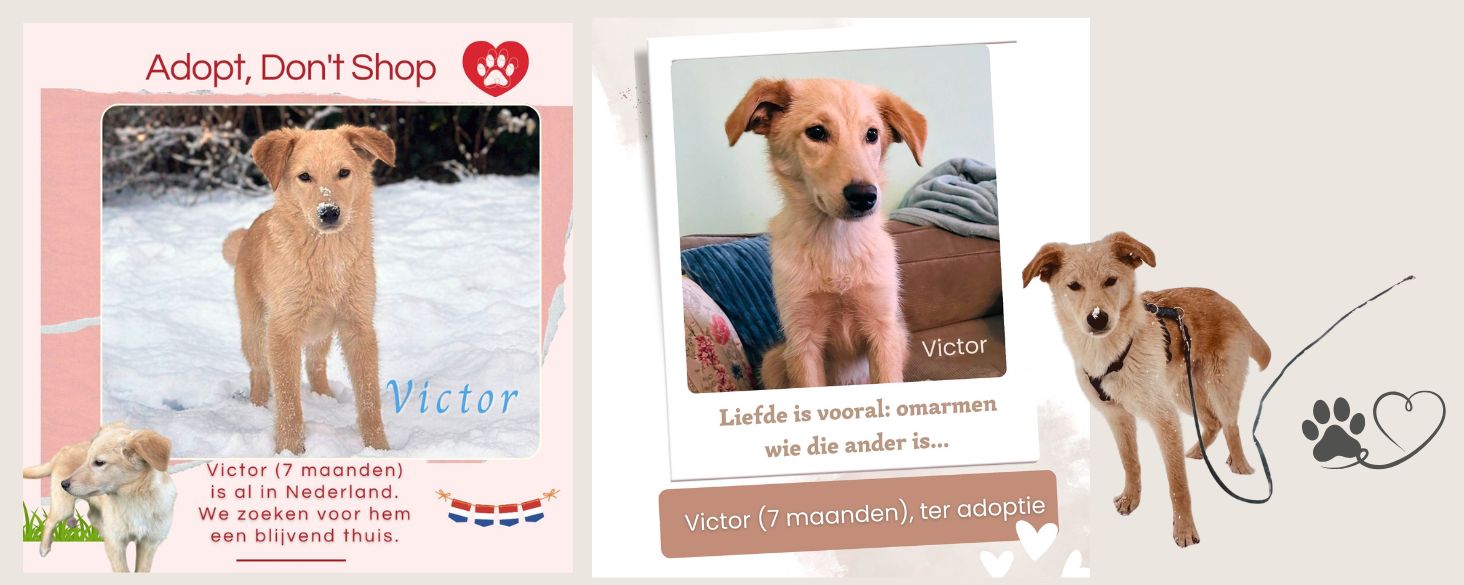 hond adopteren - Jenny
