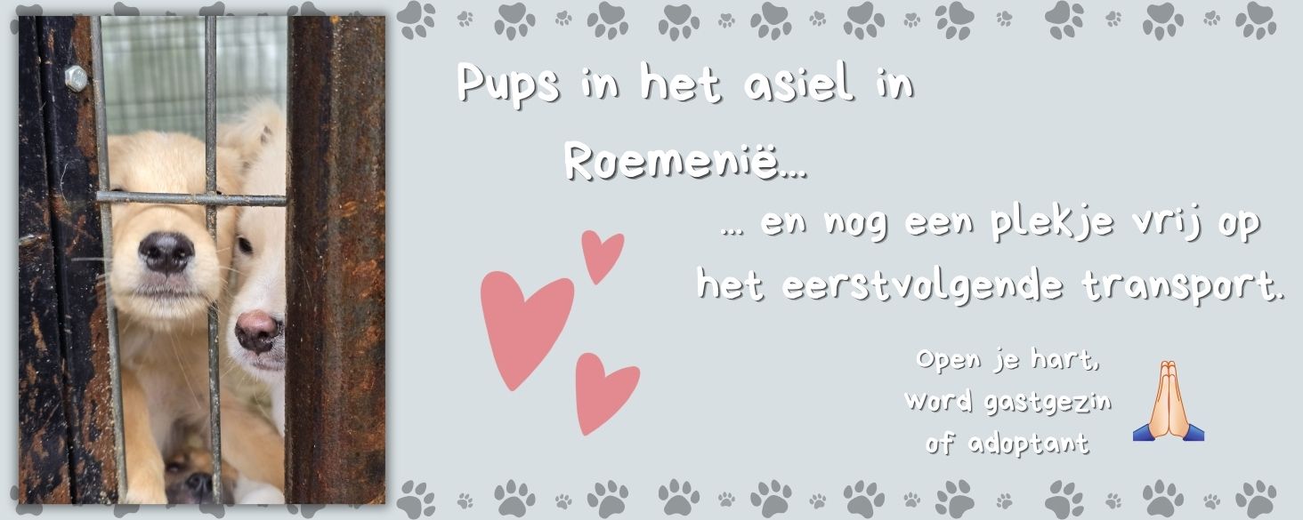pups in roemenie, transport